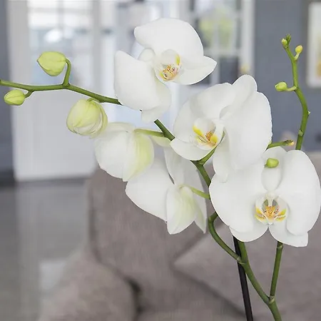 Adrián Colón Guanahaní Adultos Only Costa Adeje (Tenerife)